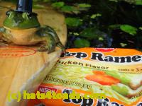 /home//u458753944/public_html/sourcegallery//////Frogs/Bullfrogs 2016-08 Ontario/P8140117.JPG